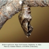 boloria euphrosyne daghestan pupa 1